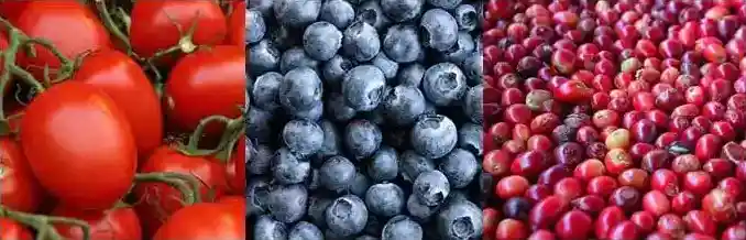 Weco banner image - tomatoes, blueberries, cranberries