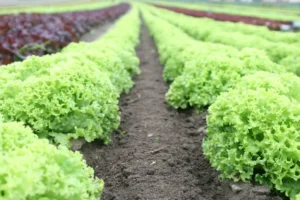 Rows of fresh lettuce in a field