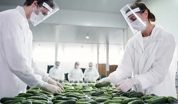 Workers sorting cucumbers